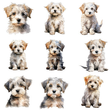 Adorable maltipoo puppies in various poses displayed on a black backdrop with soft textures
