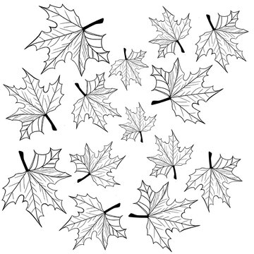 Seamless pattern of white hand drawn maple leaves line art on a black background. Minimalist autumn foliage vector illustration for Thanksgiving wrapping paper, fall textile, and dark decor.