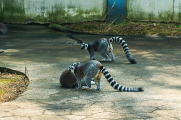Obraz premium Playful Lemurs Enjoying a Sunny Day in Their Habitat