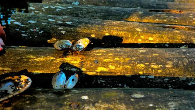Mussel Shells on Weathered Logs by Lake, Dappled Sunlight