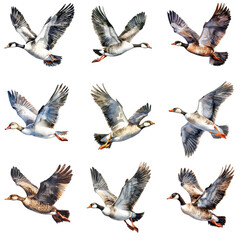 Obraz premium Watercolor set of flying geese isolated on a solid black background, perfect for nature illustrations