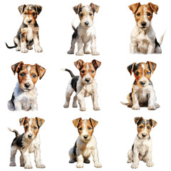 Obraz premium Collection of wire fox terrier puppies sitting and posing against a black background