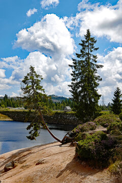 Harz Oderteich B&auml;ume am Ufer Hochforamt