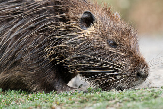 Close-up profile of a nutria's face highlighting its long prominent whiskers