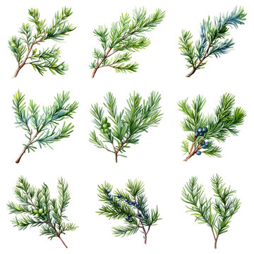 Set of watercolor juniper twigs with green and blue berries on a black background