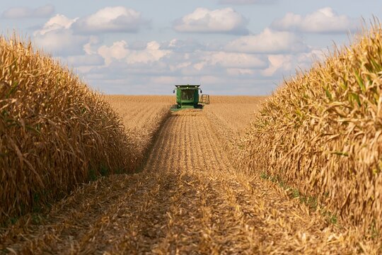 Agriculture combine harvester working in a vast golden corn field during the autumn harvest crop