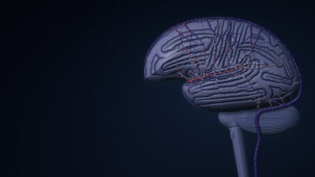 Glymphatic Sleep Brain Cleaning Cerebrospinal Fluid Flow Seamless Loop