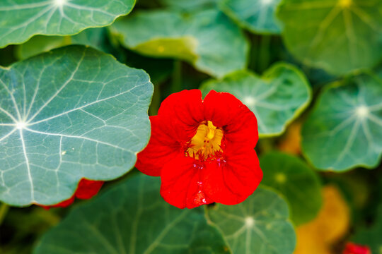 Bright red nasturtium flower with yellow center and large round green leaves in a garden, close-up of Tropaeolum majus, edible flower, shallow depth of field