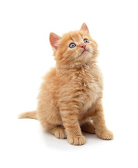 Fototapeta premium Little ginger kitten looking up.