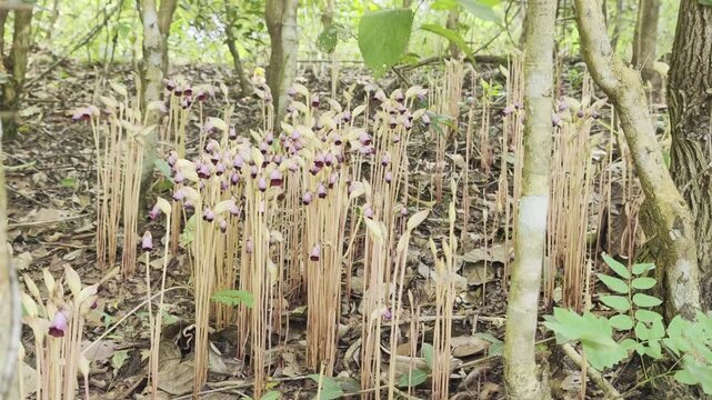 Aeginetia indica Roxb is a small, leafless, parasitic plant.