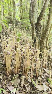 Aeginetia indica Roxb is a small, leafless, parasitic plant.