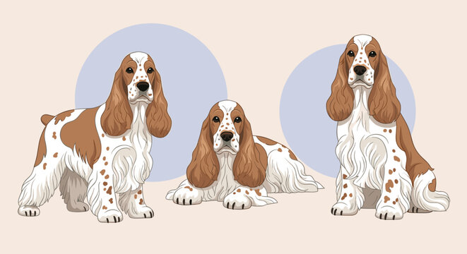 Three friendly english cocker spaniel dogs in sitting and resting poses, lovely domestic pet vector illustration.