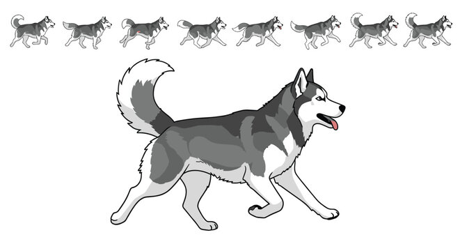 Detailed running movement animation cycle sequence of a Siberian husky dog, vector tutorial illustration.