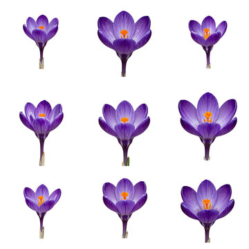 Composition of nine crocus flowers arranged on a dark background