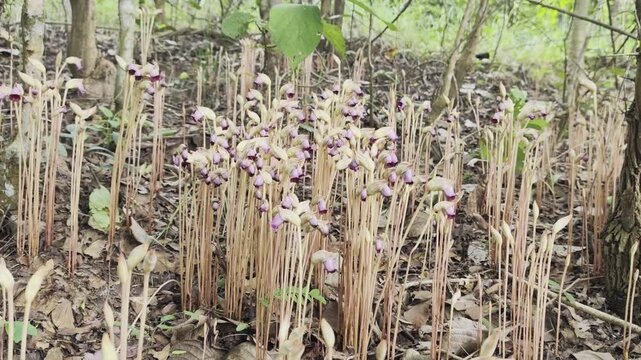 Aeginetia indica Roxb is a small, leafless, parasitic plant.