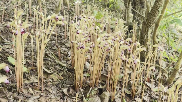 Aeginetia indica Roxb is a small, leafless, parasitic plant.
