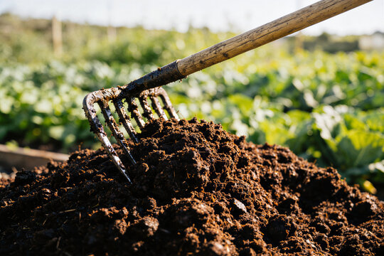 Garden fork with metal tines embedded in dark rich soil beside green vegetables