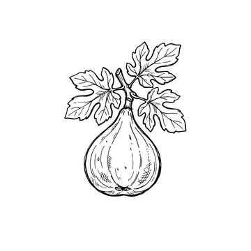 Ink sketch of single fig fruit with leaves hand drawn in black lines on transparent background perfect for organic food packaging botanical illustrations and menu design.