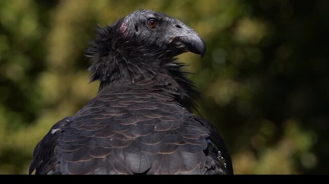 Close-up of Andean condor head with dark plumage and hooked beak