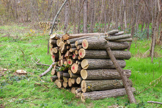 Stack of dried firewood of birch wood. Pile of felled pine trees felled by the logging timber industry.