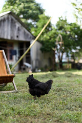 Black chicken roams a sunny rural yard with a wooden barn in the background, capturing a rustic farm moment perfect for animal and outdoor lifestyle themes. © SHOTPRIME STUDIO