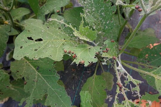 Colorado potato beetle larvae devastating eggplant leaves, causing severe damage and pest infestation in an organic garden