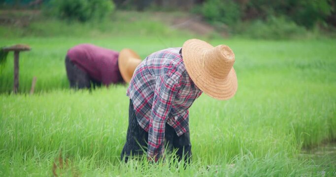 Women farmers in straw hats bend to transplant rice seedlings by hand in a flooded paddy field in rural Thailand.