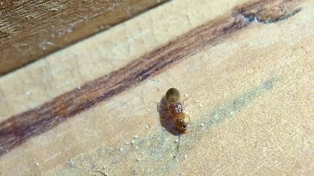 A winged termite is gnawing at the surface of dry wood, Reproductive alate. Cryptotermes cynocephalus