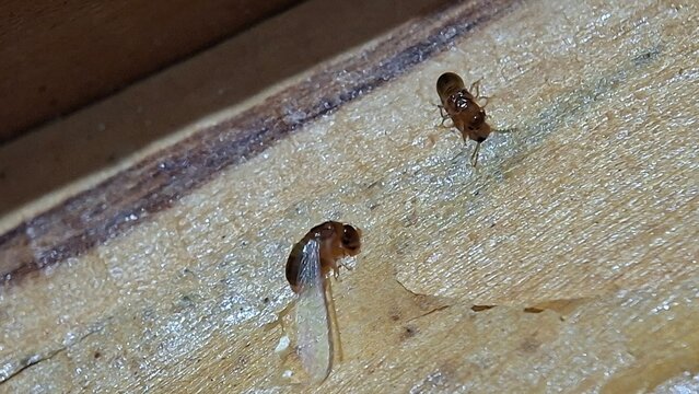 A winged termite is gnawing at the surface of dry wood, Reproductive alate. Cryptotermes cynocephalus