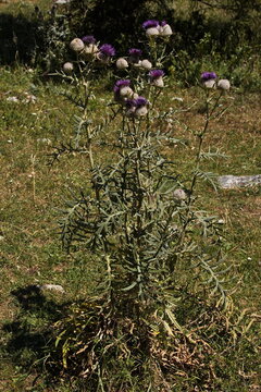 Thistle at the hiking track over Fadensattel on Schneeberg at Puchberg am Schneeberg in Lower Austria,Austria,Europe
