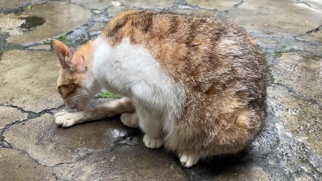 A domestic ginger and white cat sitting on a damp stone surface outdoors while carefully licking and grooming its fur and paws.