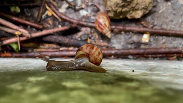 A close-up macro shot of a brown snail slowly crawling along a moist concrete surface with shell and tentacles fully visible.