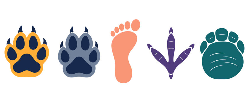Colorful paw prints with bird tracks and a bare footprint