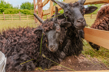 Black jacob sheep with multiple horns resting in pasture © Majul PavL