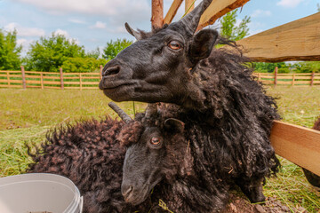 Black multi horned jacob sheep lying down on farm yard © Majul PavL