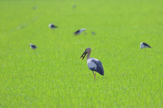 An Asian openbill is foraging in a green rice field in the early morning.