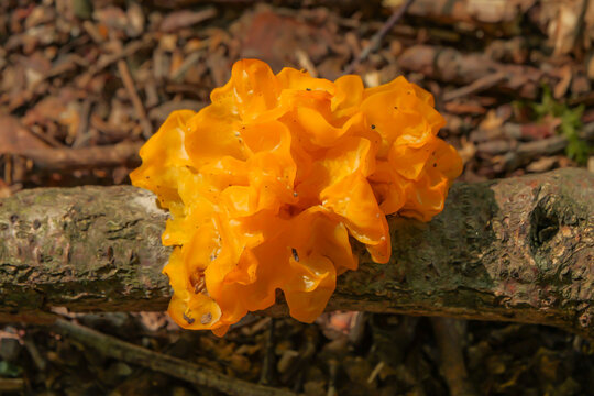 Close-up of a vibrant yellow-orange jelly fungus growing on a fallen branch, showing glossy, folded lobes against a softly blurred woodland floor