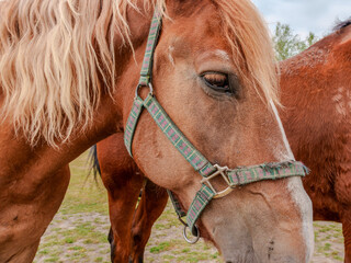Brown horse head with halter closeup in pasture © Majul PavL