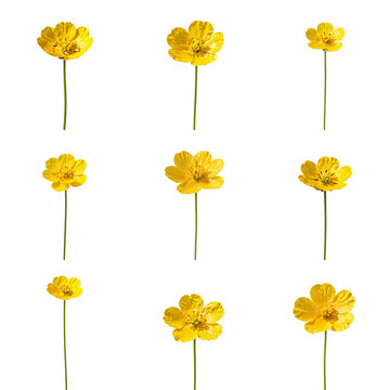 Collection of buttercup flowers in various stages of bloom on a black background
