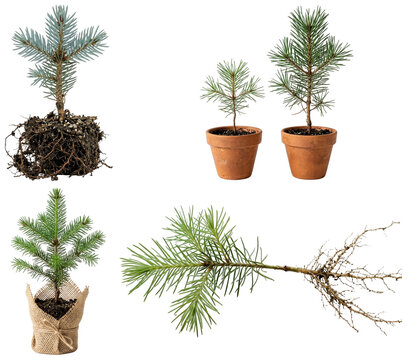 A collection of young conifer and evergreen tree seedlings ready for planting and reforestation.