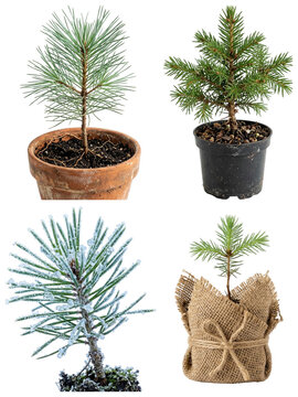 Collection of small evergreen pine, spruce, and fir seedlings planted in pots and burlap root balls.