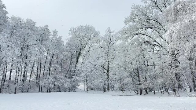 Winter forest covered in fresh snow as snowflakes gently fall among snow-covered trees, creating a peaceful and atmospheric winter landscape.