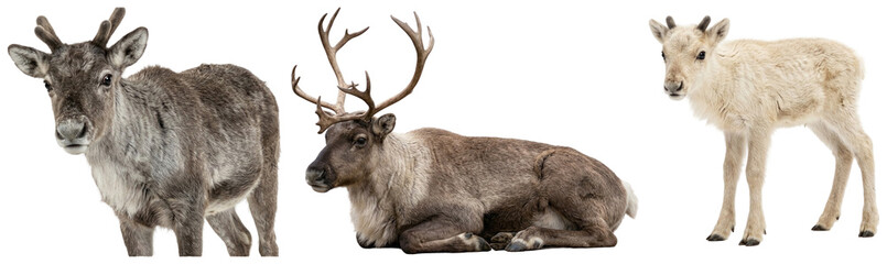 A collection of young reindeer calves and resting deer with antlers, showcasing arctic wildlife. © z_to_the_top