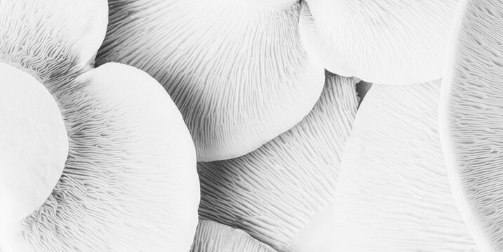 A textured background close‑up of milk caps mushrooms, macro photography with selective focus, black and white photo