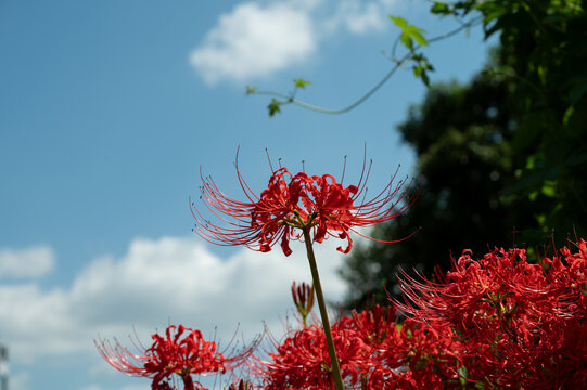 Vibrant red spider lily flower blooming under clear blue sky with white clouds in autumn