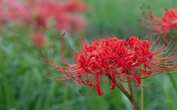 Vibrant red spider lily flower blooming outdoors in autumn sunlight with green background in Japan