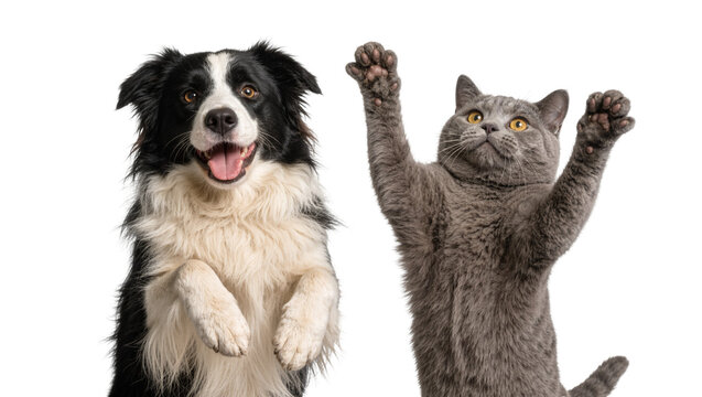 Playful black and white Border Collie dog and grey British Shorthair cat, isolated on transparent background