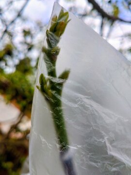 Fresh buds on grafted scions under plastic bag 