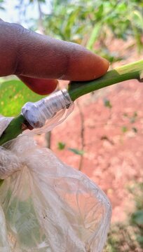 Intersection of the successful grafting.