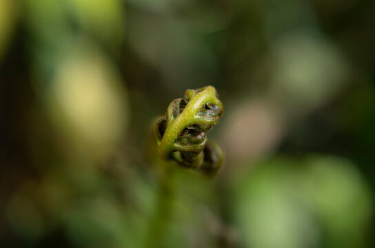 Close up shot of young green fern fiddlehead emerging in spring